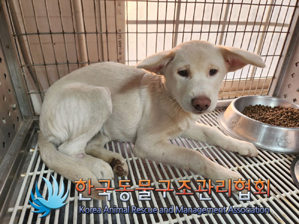 종료(반환) 믹스견…